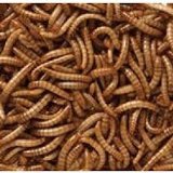 Mealworms 100g